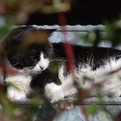 Felix_2020_04_05_00290