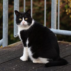 Felix_2020_04_09_00307