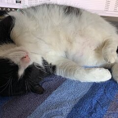 Felix_2020_04_17 08-34-48