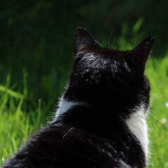 Felix_2020_04_30_00400