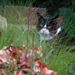 Felix_2020_05_16_00638