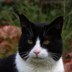 Felix_2020_05_17_00645