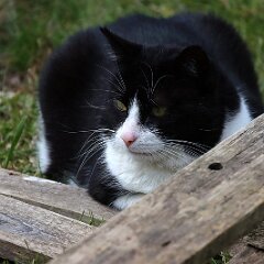 Felix_2020_05_17_00671