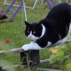 Felix_2020_05_21_00713