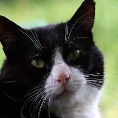 Felix_2020_05_22_00728