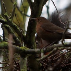 Eichhoernchen_2021_12_04_09220