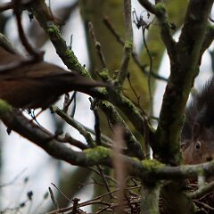 Eichhoernchen_2021_12_04_09221