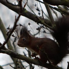 Eichhoernchen_2021_12_04_09222