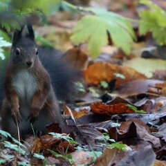 Eichhoernchen_2021_12_04_09223