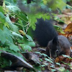 Eichhoernchen_2021_12_04_09225