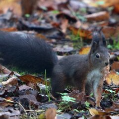 Eichhoernchen_2021_12_04_09226