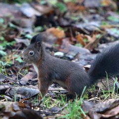 Eichhoernchen_2021_12_04_09228