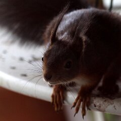 Eichhoernchen_2023-04-15_3881