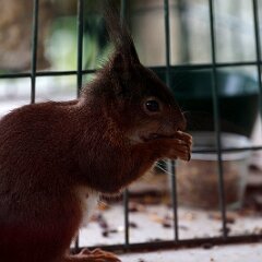 Eichhoernchen_2023-04-15_3883