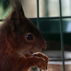 Eichhoernchen_2023-04-15_3884