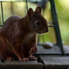 Eichhoernchen_2023-07-09_6412