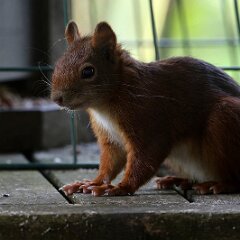 Eichhoernchen_2023-07-09_6415