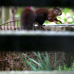 Hoernchen_2024-03-31_1994