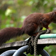 Hoernchen_2024-03-31_1996