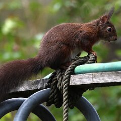 Hoernchen_2024-03-31_2001