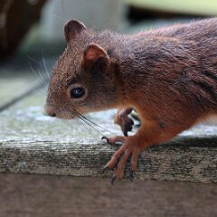 Hoernchen_2024-07-01_4242