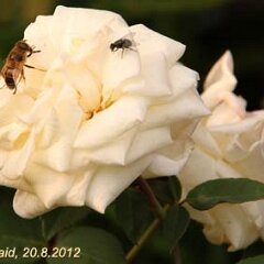 Biene_2012-08-20 auf Pierre Perny_0418