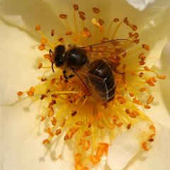 Biene_2017_09_03 Taxandria_9050