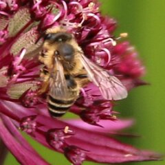 Biene_2018_06_10 Astrantia Ruby Star_3606