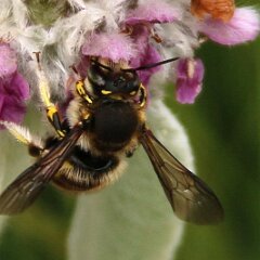 Biene_2018_06_10_3602