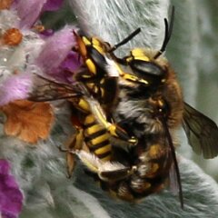 Biene_2018_06_10_3611