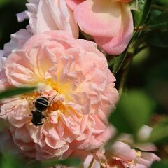 Biene_2020_08_15_01590