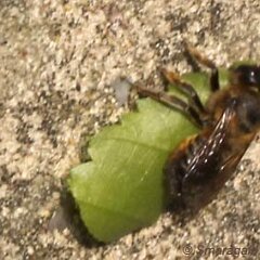 Blattschneider_2010-06-21_1623