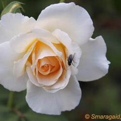 Fliege_2012-08-25 auf Poustinia_0442