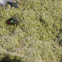 Fliege_2020_07_12_01409