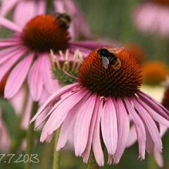 Hummel_2013-07-27_3350