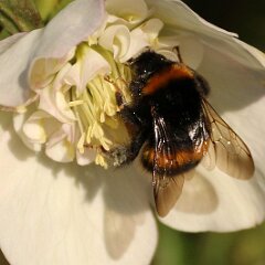 Hummel_2015_03_22_3742