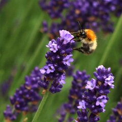 Hummel_2016_06_22_1419