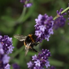 Hummel_2016_06_24_1433