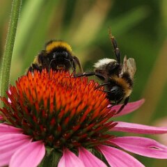 Hummel_2017_07_03_8567