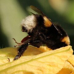 Hummel_2017_09_03_9070