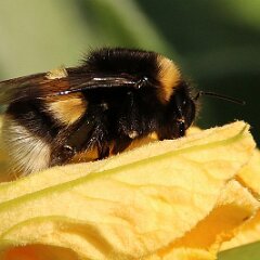 Hummel_2017_09_03_9071