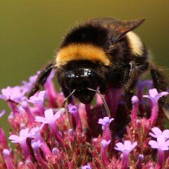 Hummel_2017_09_03_9077