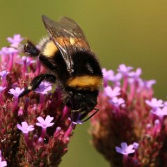 Hummel_2017_09_03_9078