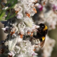 Hummel_2020_07_12_01414