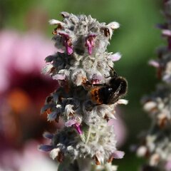 Hummel_2020_07_12_01443