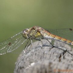 Libelle_2008-09-09_2749 Große Heidelibelle?