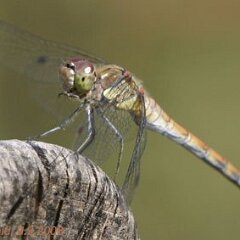 Libelle_2008-09-09_2753 Große Heidelibelle?