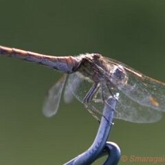 Libelle_2008-09-09_2797 Große Heidelibelle?