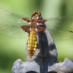 Libelle_2010-06-25_1796 Plattbauch-Libelle