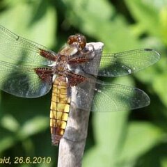 Libelle_2010-06-26_1842 Plattbauch-Libelle